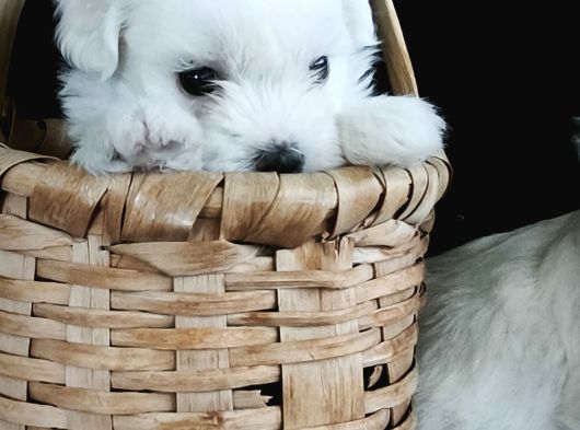 Mini Boy Maltese Terrier Bebekler görsel