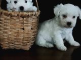 Mini Boy Maltese Terrier Bebekler