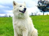 Genç Samoyetler