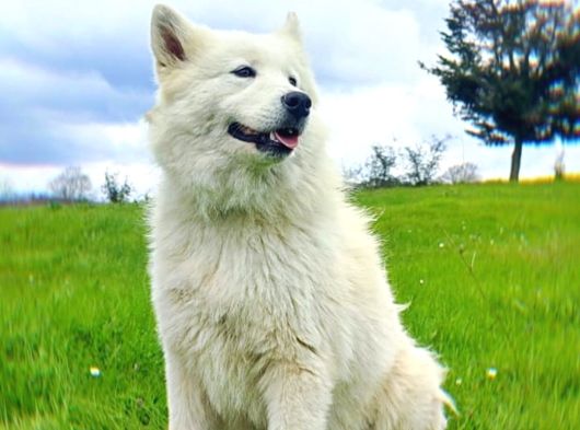 Genç Samoyetler görsel