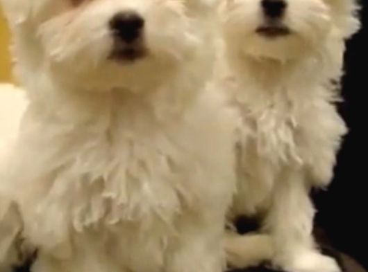 0 Numara Maltese Terrier Bebekler görsel