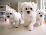 0 numara maltese terrier bebekler
