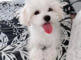 0 Numara Maltese Terrier Bebekler