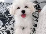 0 Numara Maltese Terrier Bebekler