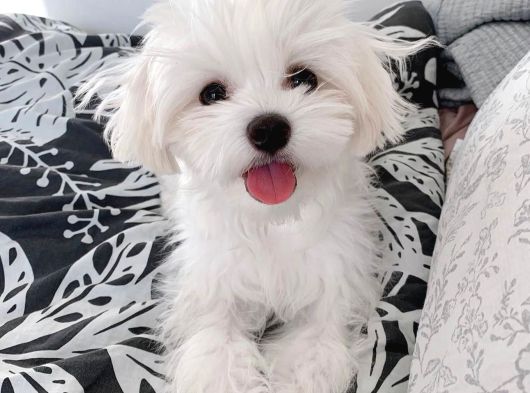 0 Numara Maltese Terrier Bebekler görsel