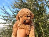 A Kalite Poodle Bebekler