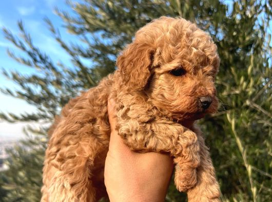 A Kalite Poodle Bebekler görsel