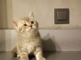 Show kalite british shorthair top kafa