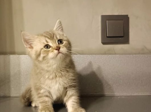 Show Kalite British Shorthair Top Kafa