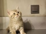 Show Kalite British Shorthair Top Kafa