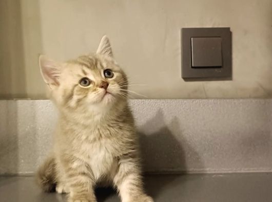Show Kalite British Shorthair Top Kafa görsel
