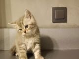 Show Kalite British Shorthair Top Kafa