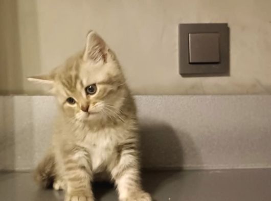 Show Kalite British Shorthair Top Kafa görsel
