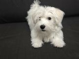 Maltese Terrier 6 Aylık Pasaportlu Chipli