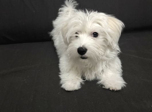 Maltese Terrier 6 Aylık Pasaportlu Chipli görsel
