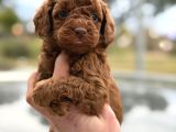 Kusursuz Küçük Boy Poodle Yavruları
