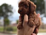 Kusursuz Küçük Boy Poodle Yavruları