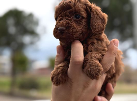 Kusursuz Küçük Boy Poodle Yavruları görsel