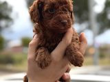 Kusursuz Küçük Boy Poodle Yavruları
