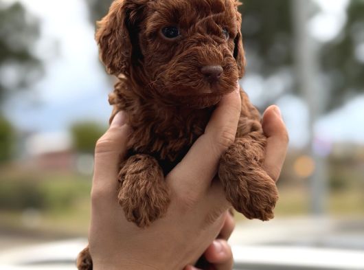 Kusursuz Küçük Boy Poodle Yavruları görsel
