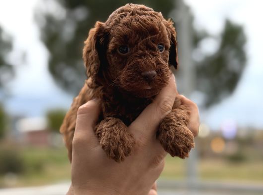 Kusursuz Küçük Boy Poodle Yavruları