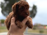 Kusursuz Küçük Boy Poodle Yavruları