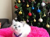 Safkan British Shorthair Bluepoint Yavrular