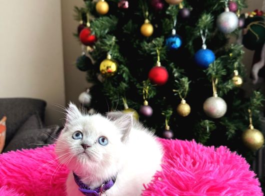 Safkan British Shorthair Bluepoint Yavrular görsel