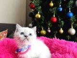 Safkan British Shorthair Bluepoint Yavrular