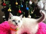 Safkan British Shorthair Bluepoint Yavrular
