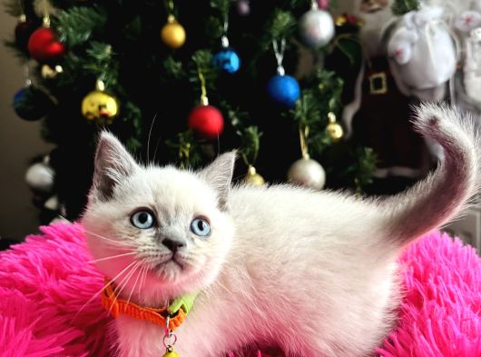 Safkan British Shorthair Bluepoint Yavrular görsel