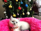 Safkan British Shorthair Bluepoint Yavrular