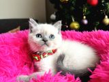 Safkan British Shorthair Bluepoint Yavrular