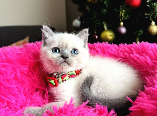 Safkan British Shorthair Bluepoint Yavrular görsel