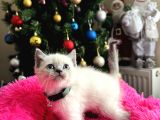 Safkan British Shorthair Bluepoint Yavrular