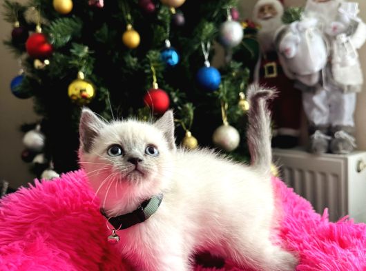 Safkan British Shorthair Bluepoint Yavrular görsel