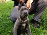 Cane Corsa blue yavrumuz erkek