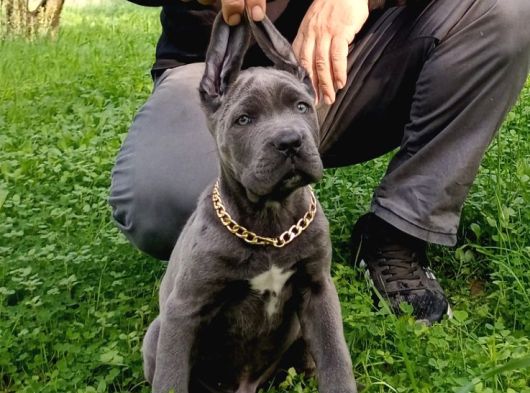 Cane Corsa Blue Yavrumuz Erkek