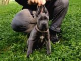 Cane Corsa Blue Yavrumuz Erkek