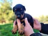 İri Göğüs King Doberman Bebekler