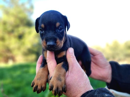 İri Göğüs King Doberman Bebekler görsel