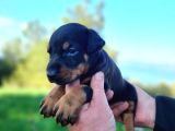 İri Göğüs King Doberman Bebekler