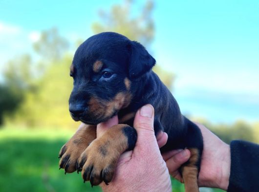 İri Göğüs King Doberman Bebekler görsel