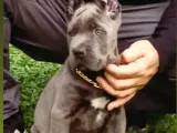 Cane Corsa Blue Yavrumuz Erkek