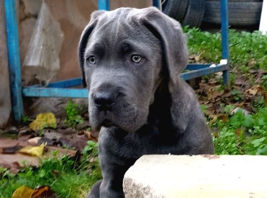 Cane Corsa Blue Yavrumuz Erkek görsel