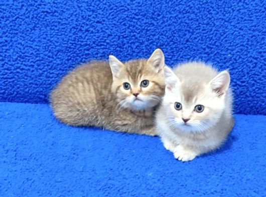 Golden Bebek Yavrularimiz Tesli̇me Hazirdir görsel