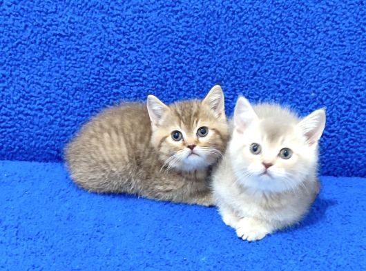 Golden Bebek Yavrularimiz Tesli̇me Hazirdir görsel