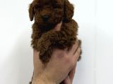 40 Günlük Mini Poodle Yavru  Yeni Yuvasını Arıyor