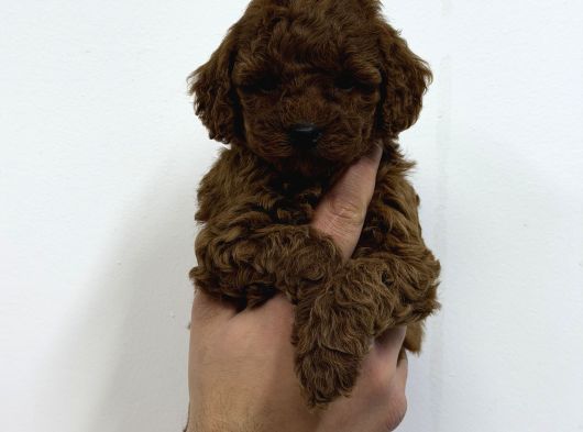 40 Günlük Mini Poodle Yavru  Yeni Yuvasını Arıyor görsel