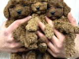 40 Günlük Mini Poodle Yavru  Yeni Yuvasını Arıyor